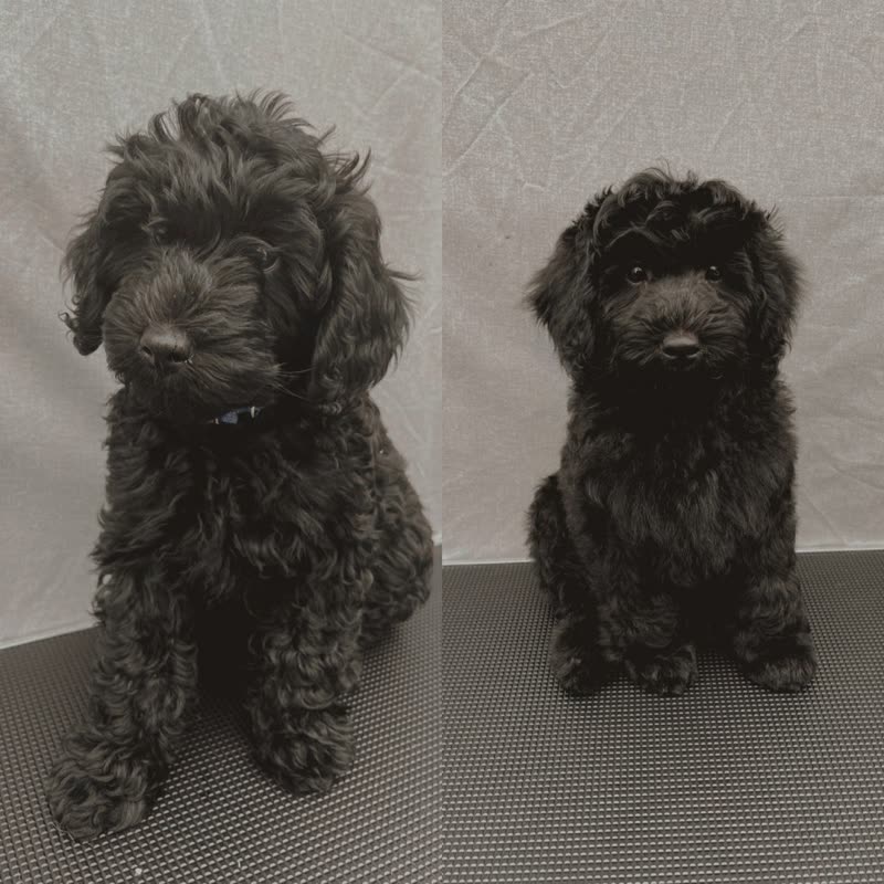 A groomed dog sitting calmly on the rubber-matted table