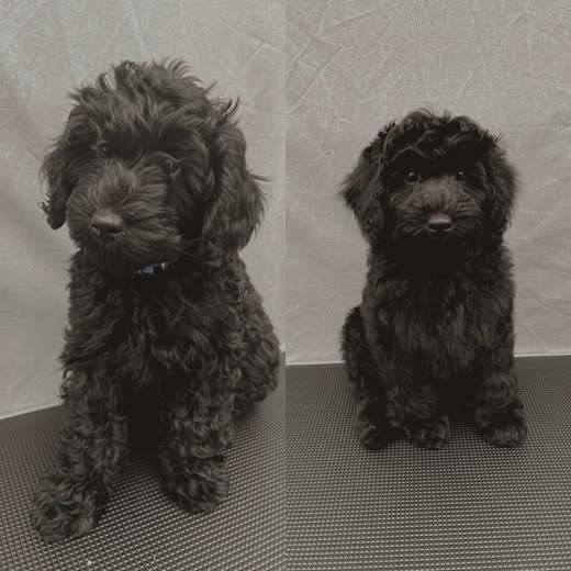 A groomed cockapoo looking at the camera on the grooming table